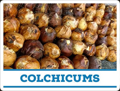 Colchicums